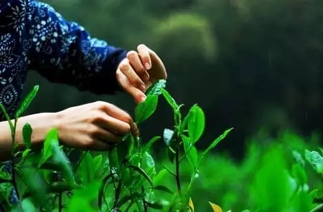 南方有谷雨摘茶习俗,谷雨茶也就是雨前茶,是谷雨时节采制的春茶