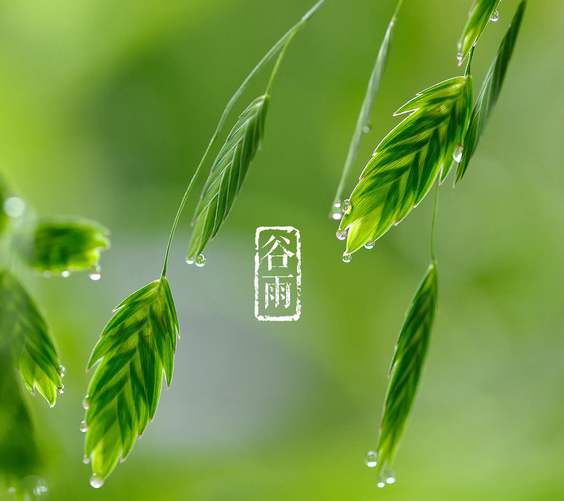 谷雨，是“雨生百谷”的意思